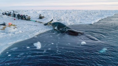 Cuộc đi săn cá voi 70 tấn của người Eskimo ở cực Bắc