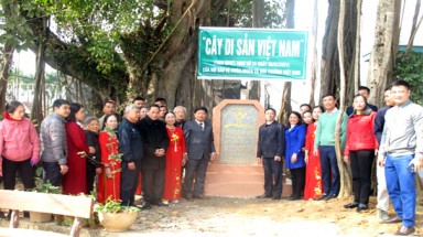  Lễ công nhận Cây Di sản Việt Nam đầu Xuân Quý Mão