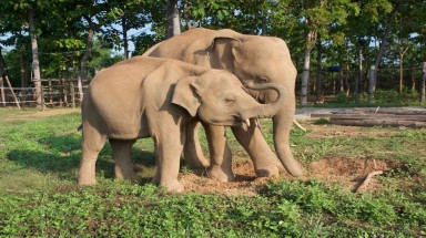  Ký thỏa thuận hợp tác về việc thực hiện Dự án Bảo tồn voi Việt Nam tại tỉnh Đắk Lắk 
