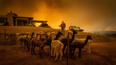  Khóc, vì gần nửa tỉ động vật ở Úc đã chết cùng cháy rừng