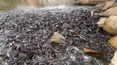 Đàn cá trê phóng sinh hơn 4 tấn ở thiền viện Trúc Lâm -An Giang