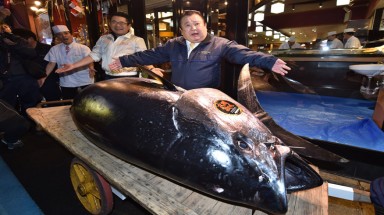 Con cá ngừ khổng lồ có giá 3,1 triệu USD