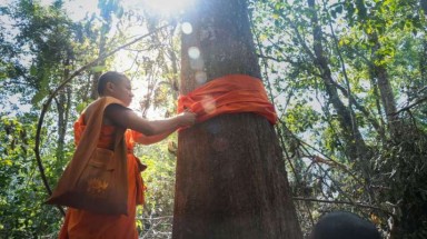  Nhà sư Phật giáo và lễ quy y cho cây