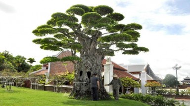  Năm cây cổ thụ được công nhận là Cây Di sản Việt Nam