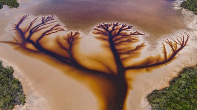  Hình ảnh cây giữa hồ gây chú ý mạng xã hội