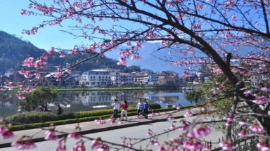  Hoa anh đào Nhật khoe sắc tuyệt đẹp dưới chân núi Fansipan
