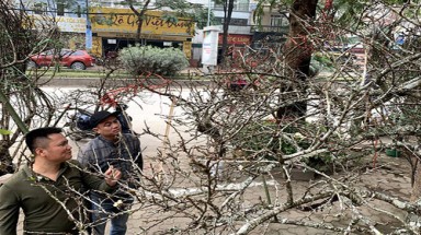 Hoa Tết: Đào rừng mốc trắng đội giá xuống Thủ đô