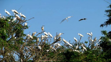   Giữ gìn và bảo tồn hệ sinh thái Đảo cò Chi Lăng Nam 