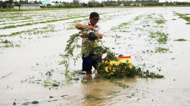  Gần 70 hecta dưa hấu bán Tết chìm trong nước sau bão Pabuk