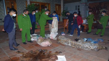  Thái Nguyên:Bắt chủ tịch xã giết mổ hổ nấu cao