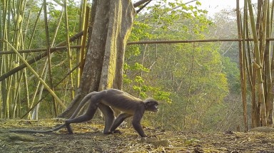  Tìm thấy "khỉ ma" ở vùng sông Mê Kông