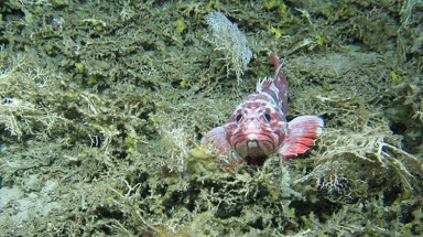  Phát hiện 12 loài vật biển sâu mới