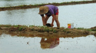  Đắk Lắk: Mưa lớn gây ngập úng 2.400 ha lúa nước mới gieo sạ và hoa màu 