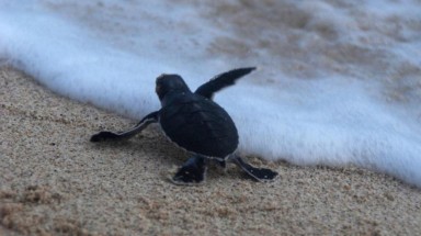 Bảo tồn loài rùa biển quý hiếm tại Vườn Quốc gia Núi Chúa, Ninh Thuận