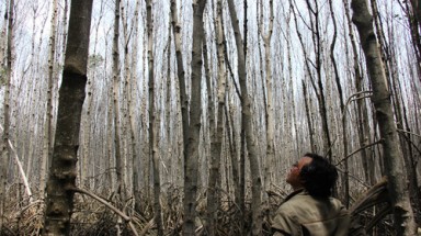  Cà Mau:Chi hơn 2 tỉ trồng 279 ha rừng, sau 5 năm thanh lý được... 52 triệu đồng