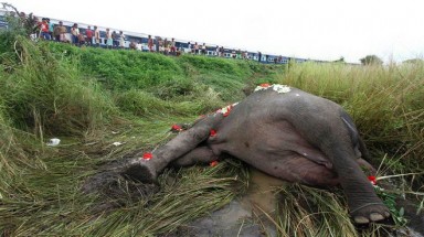   Ấn Độ: tàu lửa tông chết... 5 con voi