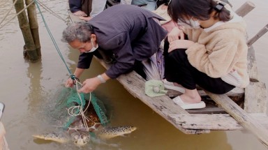  Rùa biển quý hiếm nặng 50 kg mắc lưới ngư dân