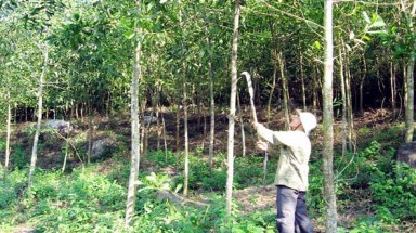  Tăng cường bảo vệ rừng khu vực Tây Nguyên  