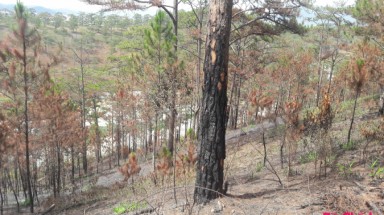  Vì sao rừng thông tại Khu du lịch TTC World Đà Lạt đang bị chết cháy?