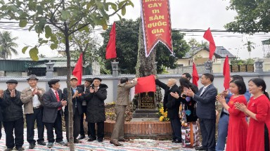  Cây Gạo đầu tiên của huyện Gia Lộc được công nhận Cây Di sản Việt Nam 