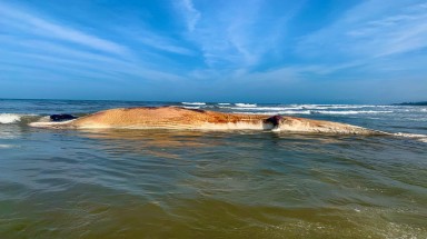  Phát hiện cá voi nặng hàng chục tấn chết trôi dạt vào bờ biển