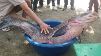 Đầu năm bắt được cá trắm đen “khủng” nặng 33 kg, dài 1 m