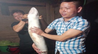  Quảng Bình: Bắt được cá chình "khủng" dài 1,5 mét hiếm có
