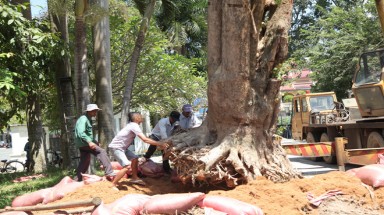  Tây Ninh:Xử lý nhiều cán bộ vụ cây giáng hương ”khủng” ở rừng phòng hộ bị... bứng