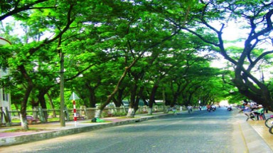  TP. HCM: Quy hoạch cây xanh trên nhiều tuyến đường
