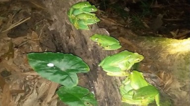  Lào Cai: Phát hiện quần thể loài ếch quý hiếm trong rừng thượng nguồn sông Hồng