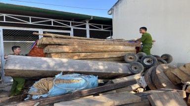  Lâm tặc hạ gỗ quý gần chốt bảo vệ rừng