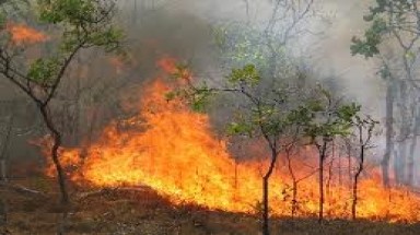 9 địa phương có nguy cơ cháy rừng cấp cực kỳ nguy hiểm 