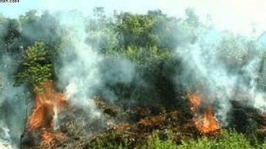  Năm 2012: Nhiều tỉnh thành đối diện với nguy cơ cháy rừng