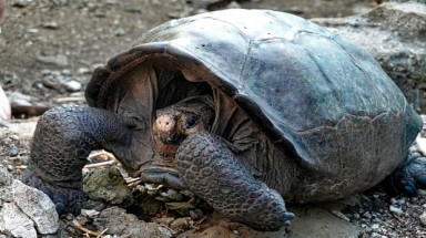  Phát hiện loài rùa khổng lồ đã biến mất hơn 110 năm