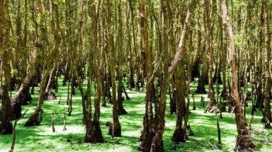  Cà Mau nỗ lực bảo vệ hơn 41.000 ha rừng trong mùa khô