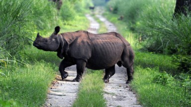  Tê giác Ấn Độ chết vì bệnh truyền nhiễm