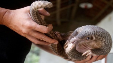 nCoV-2019: Đề nghị đóng cửa thị trường động vật hoang dã bất hợp pháp