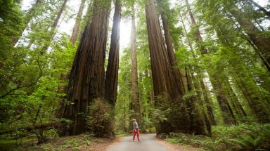  Những cây gỗ đỏ cổ xưa cao nhất thế giới
