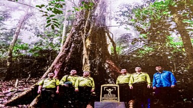  Ba “tượng đài xanh” trong Khu bảo tồn thiên nhiên Pù Luông (Thanh Hoá) được vinh danh Cây Di sản Việt Nam