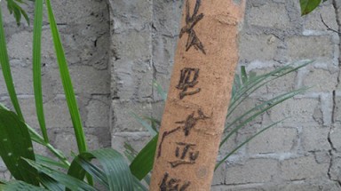 Cây nhãn nổi chữ "lạ" ở Nghệ An