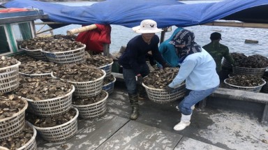 Quảng Ninh: "Ế" 520 tấn cá song, 6.000 tấn hàu tại vựa hải sản Vân Đồn