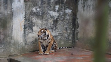  Tin môi trường:Nghịch lý nuôi hổ “bảo tồn” của trùm buôn lậu động vật hoang dã cần phải chấm dứt!