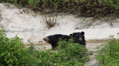  Hãy cho gấu cuộc sống tốt đẹp hơn tại các trung tâm bảo tồn!