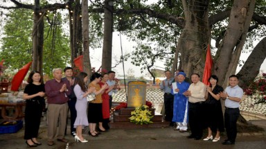 Cây Đa làng gốm cổ ven đô Thăng Long được vinh danh Cây Di sản Việt Nam