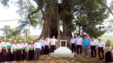 4 cây cổ thụ tại xã Văn Miếu, huyện Thanh Sơn (Phú Thọ) là Cây Di sản Việt Nam