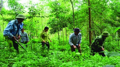  Phó Thủ tướng Thường trực Trương Hòa Bình yêu cầu UBND tỉnh Lâm Đồng tăng cường quản lý, bảo vệ rừng