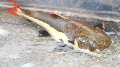  Bạc Liêu: Bắt được cá trê đuôi đỏ quý hiếm nặng 15kg