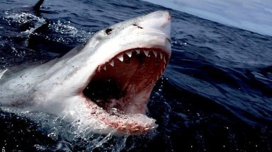  Nhiều loài cá mập trong diện "báo động đỏ" 