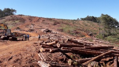  Chủ tịch xã nhận 350 triệu đồng để "lâm tặc" hạ rừng