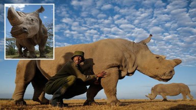  Tê giác trắng châu Phi đực cuối cùng đã chết